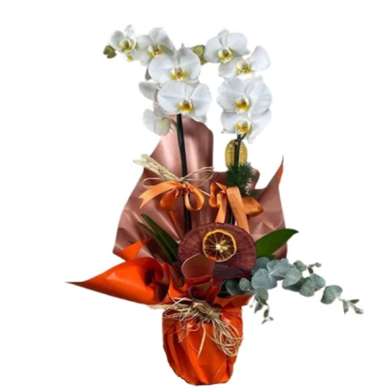 BEYAZ ORKİDE ORANGE 