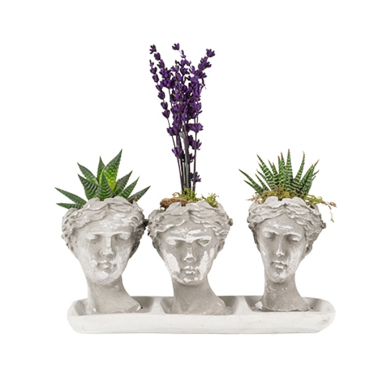 ESKİTME HALEN İÇİNDE SUKULENT